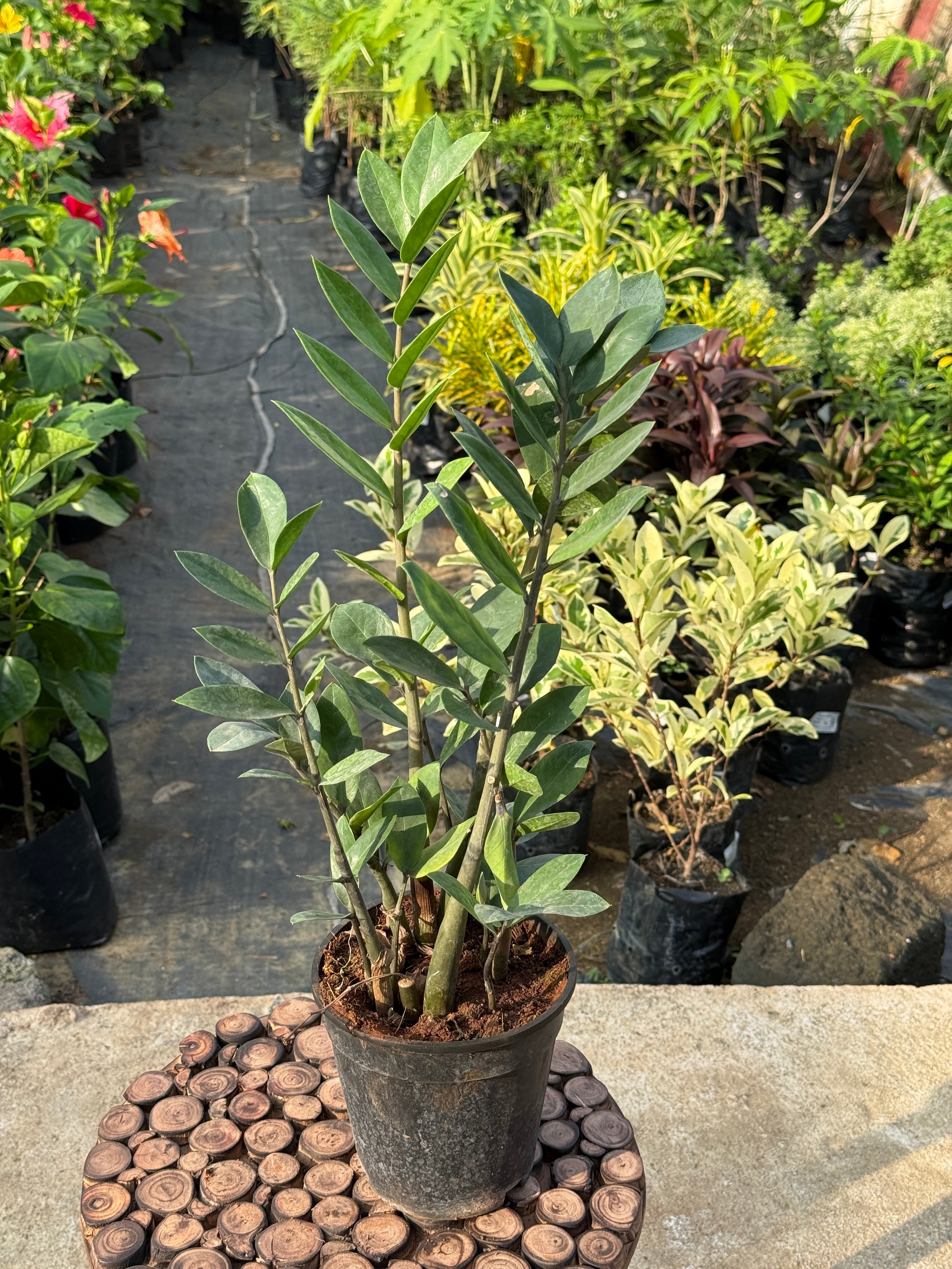 ZZ PLANT